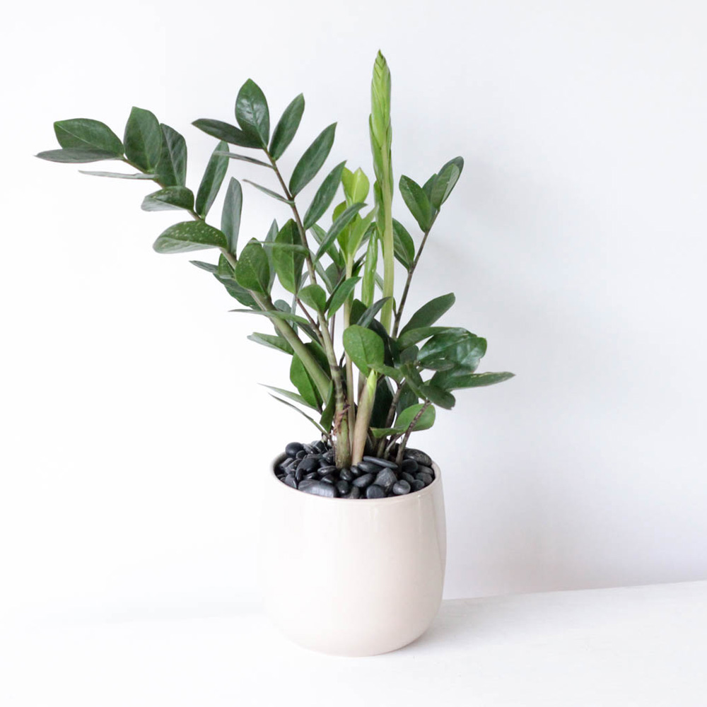 ZZ Plant - 4" Potted
