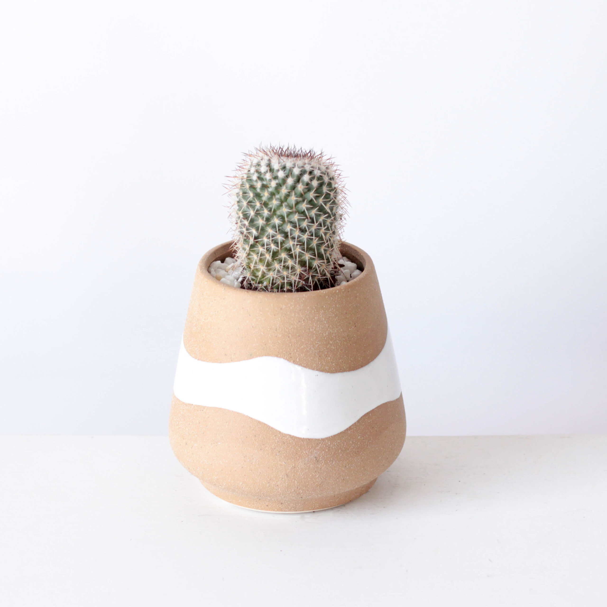 Potted Cactus