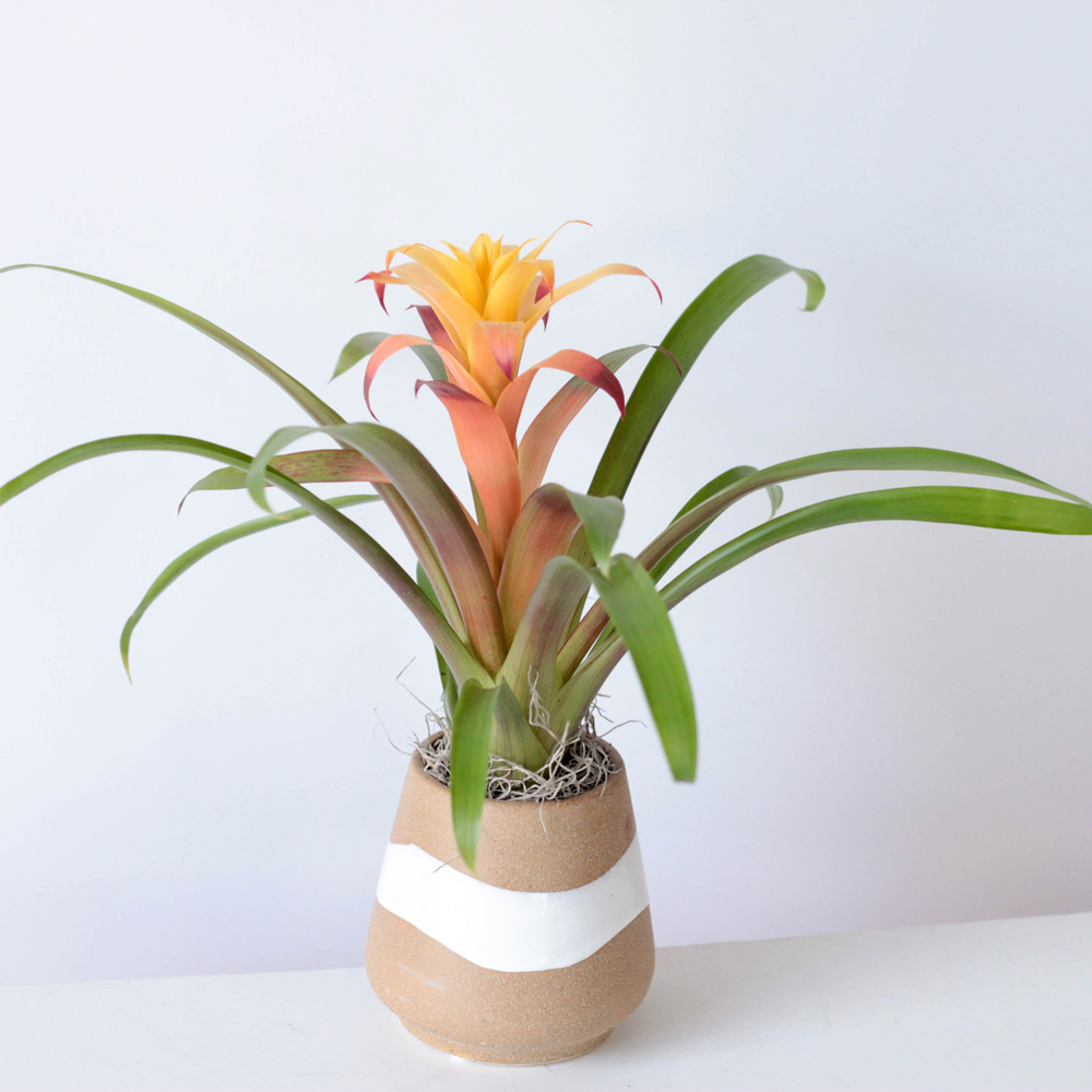BromoBaby Plant