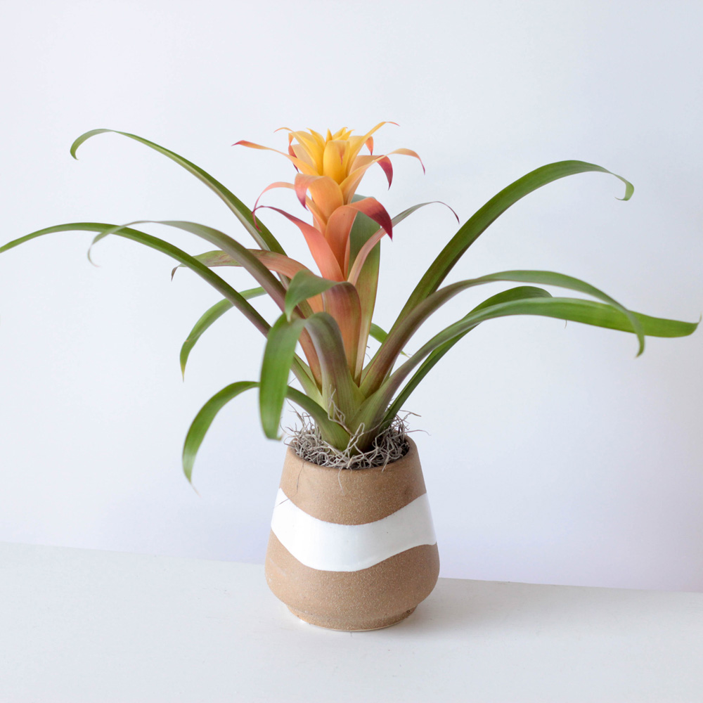 BromoBaby Plant