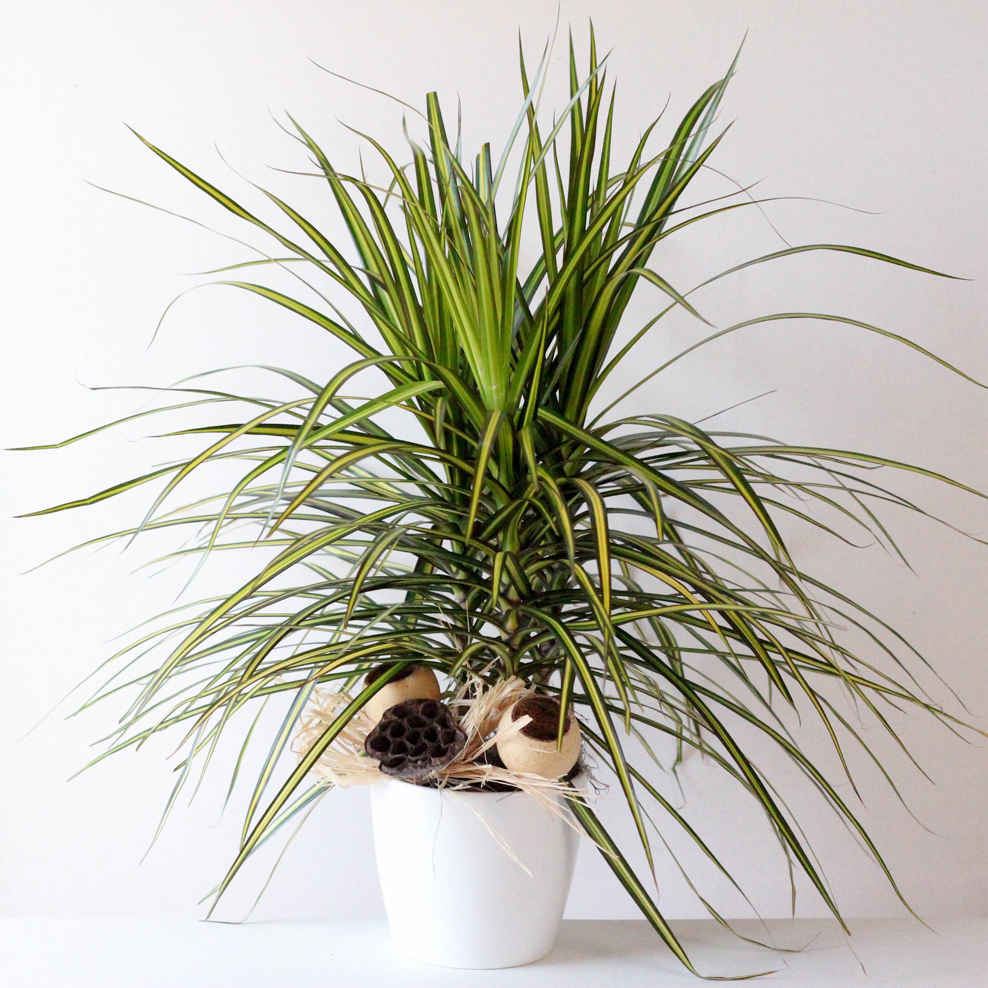 Malibu Sun Ray Dracaena-6". X1