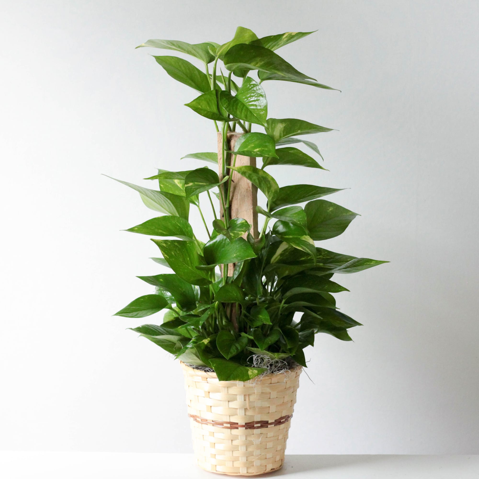 Pole Ivy- 6". X1
