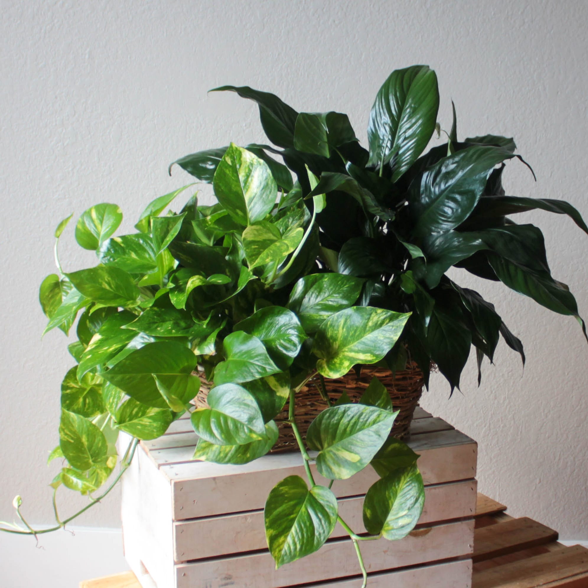 Double Plant Basket