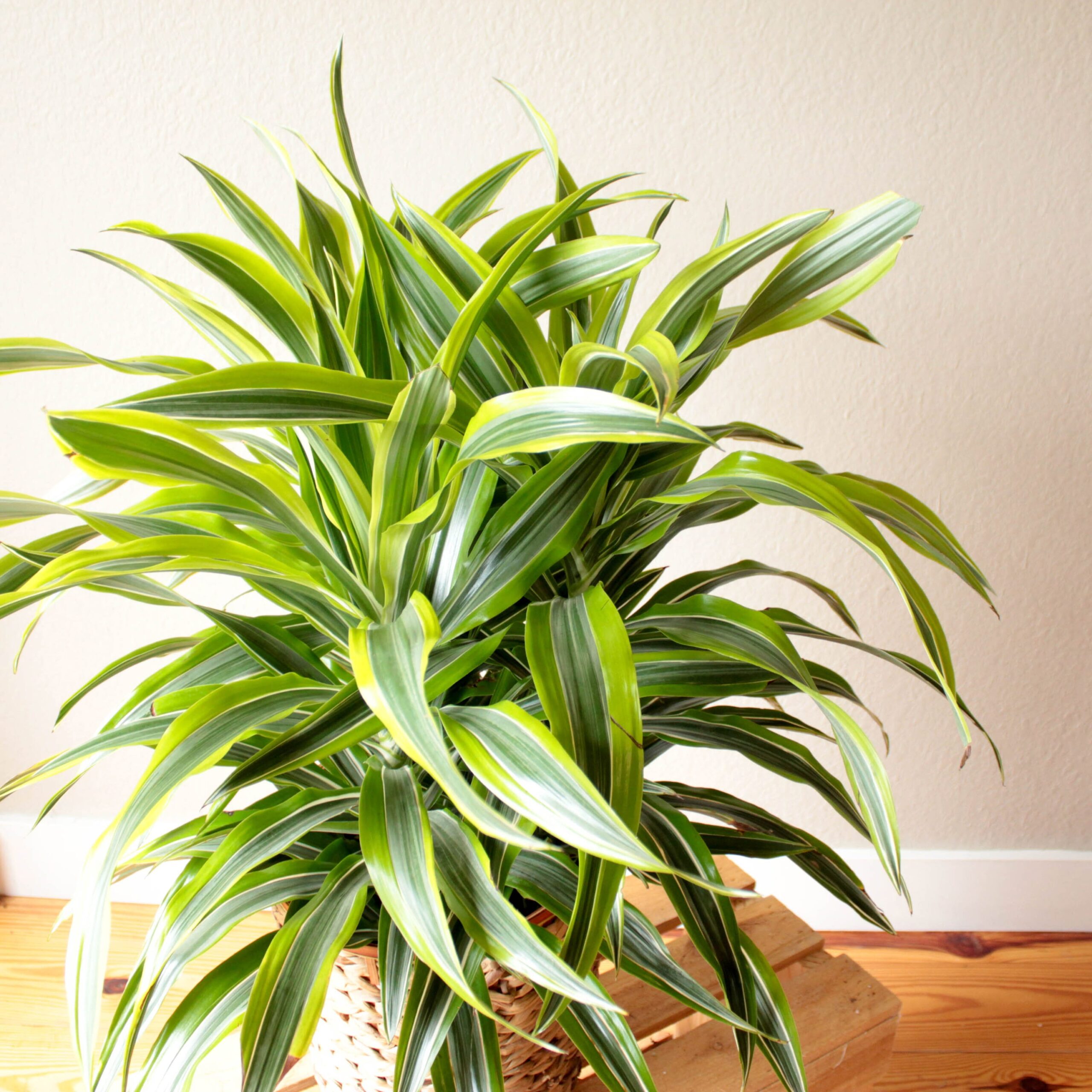 Dracaena- 10" Lemon Lime OUT - Image 2