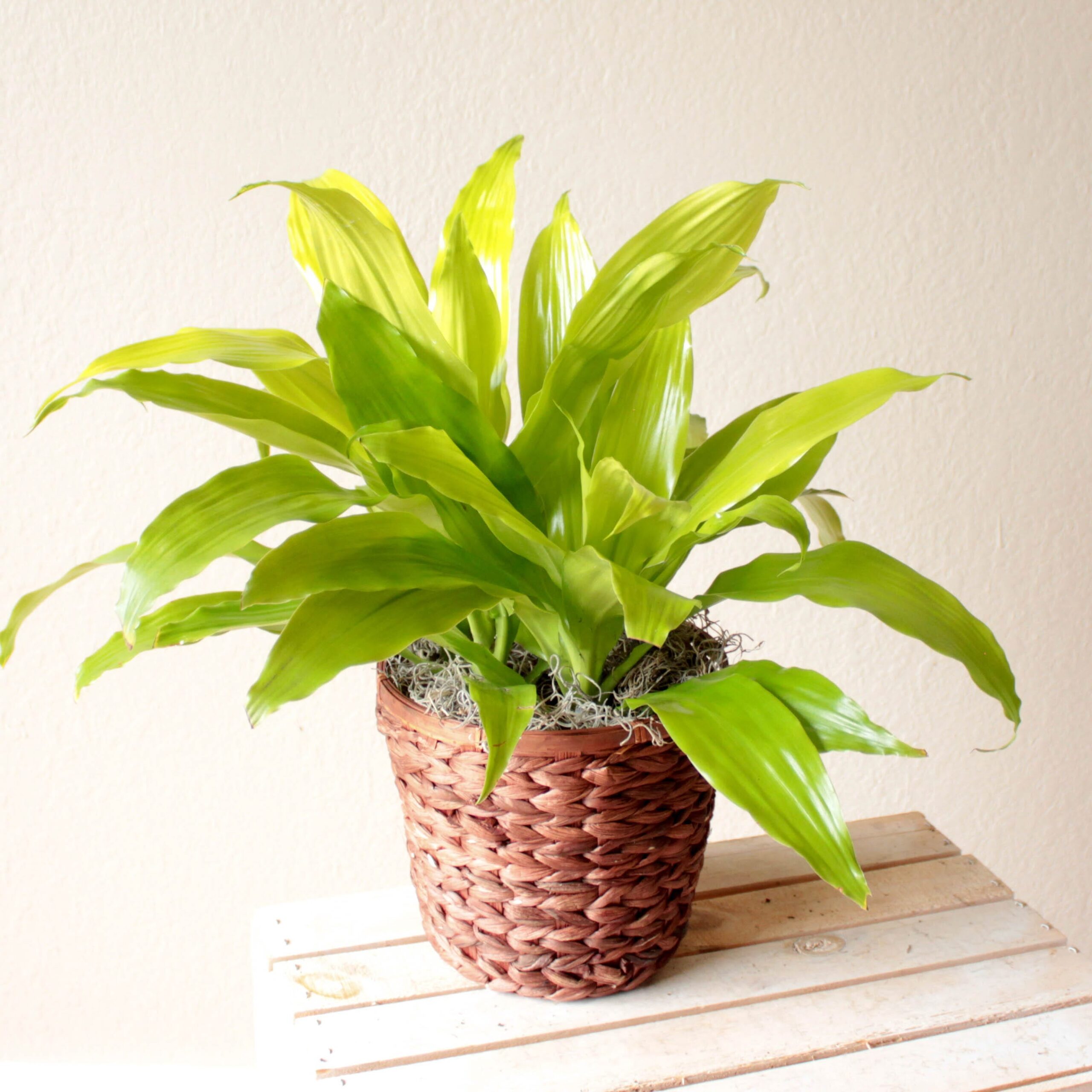 Dracaena- 6" Limelight. X1