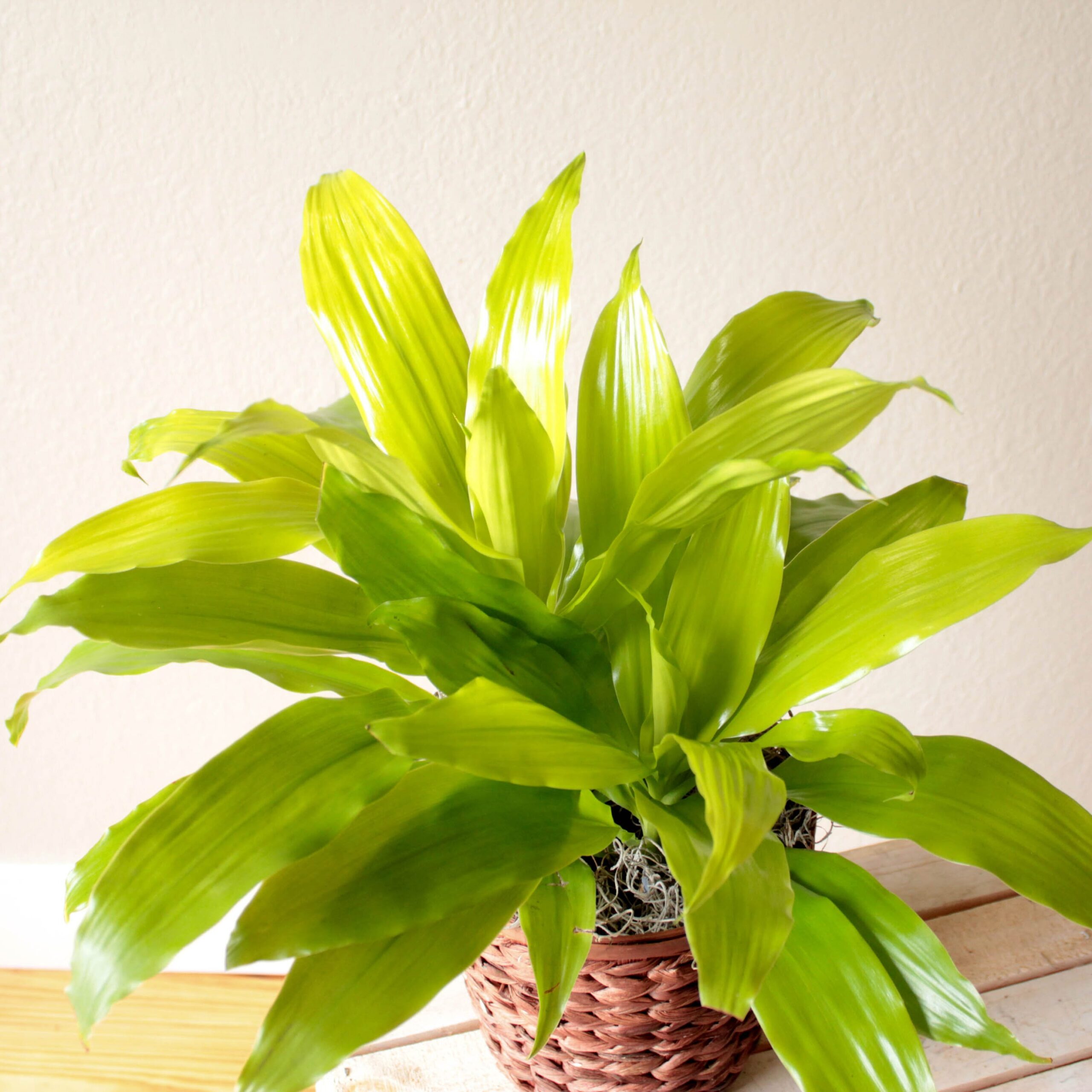 Dracaena- 6" Limelight. X1 - Image 2