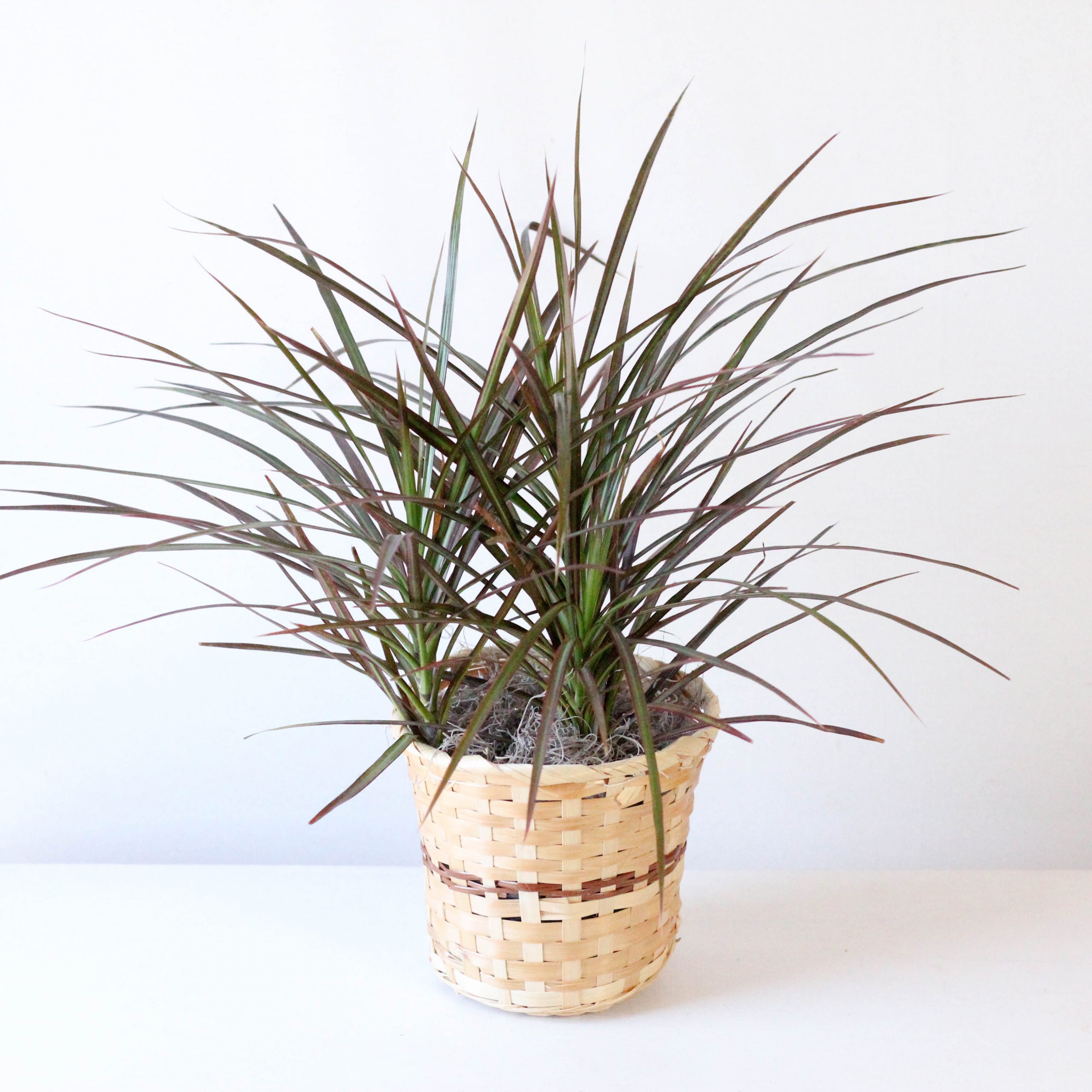 Dracaena- 6" Marginata Colorama X1