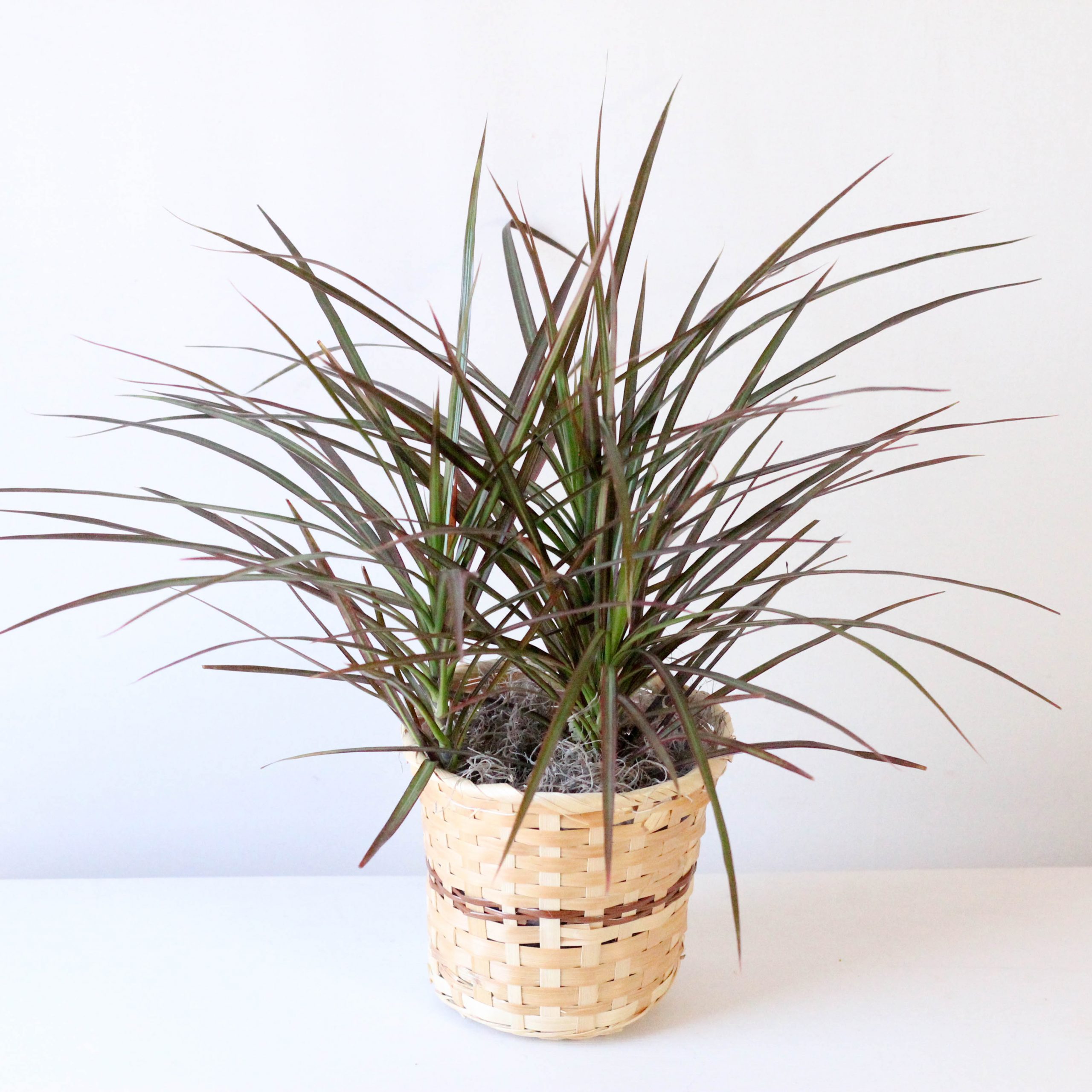 Dracaena- 6" Marginata Colorama X1 - Image 2