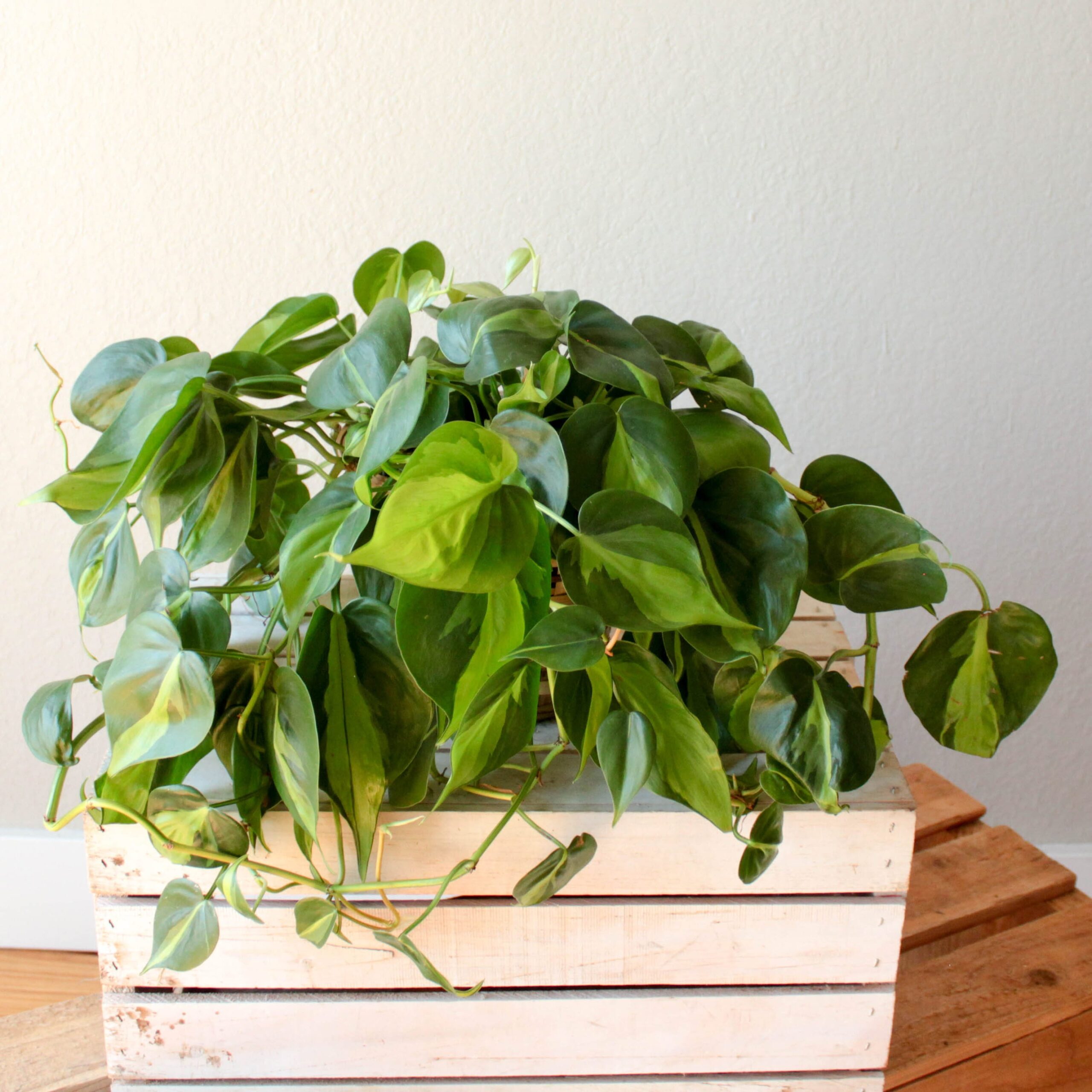 Philodendron- 6" OUT
