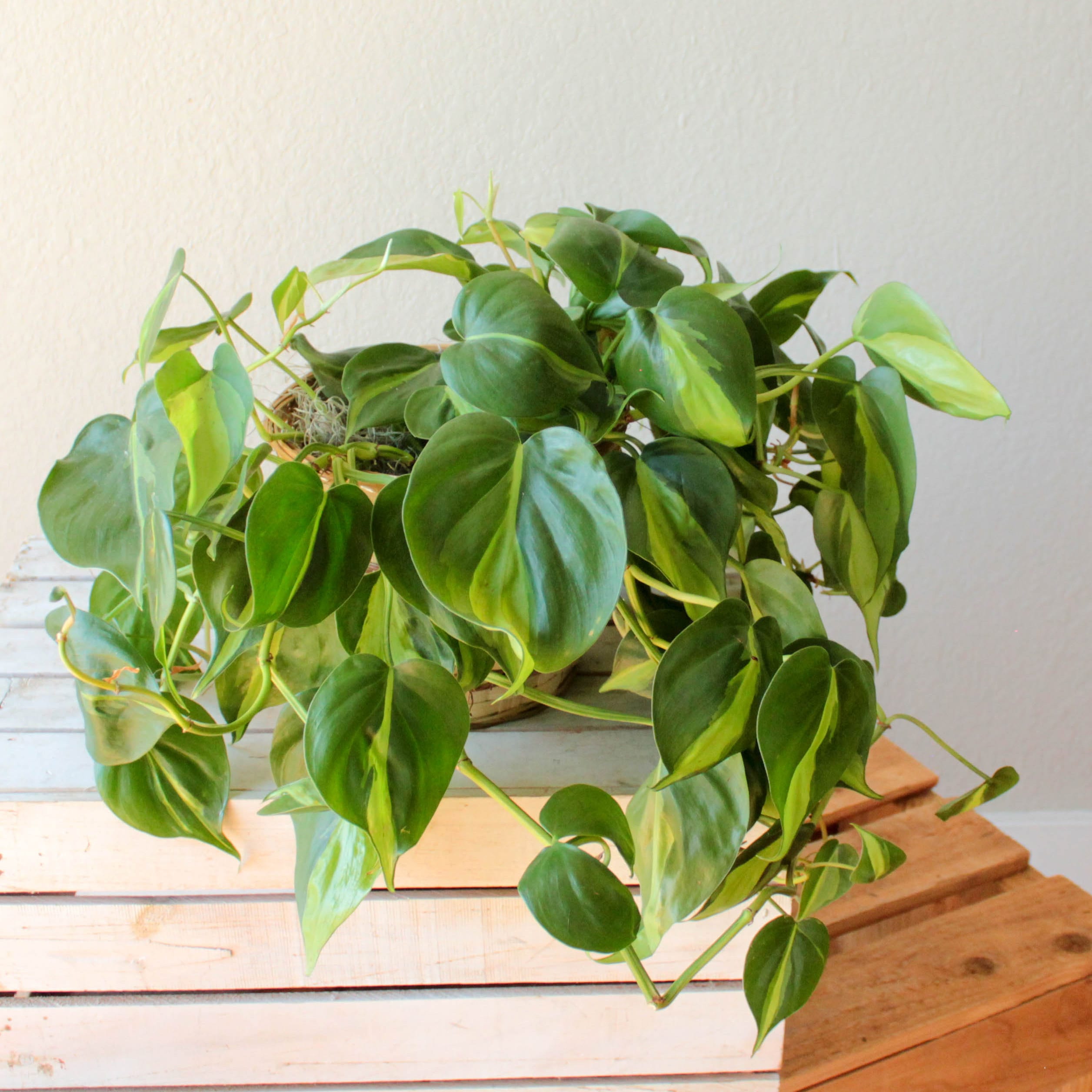 Philodendron- 6" OUT - Image 2