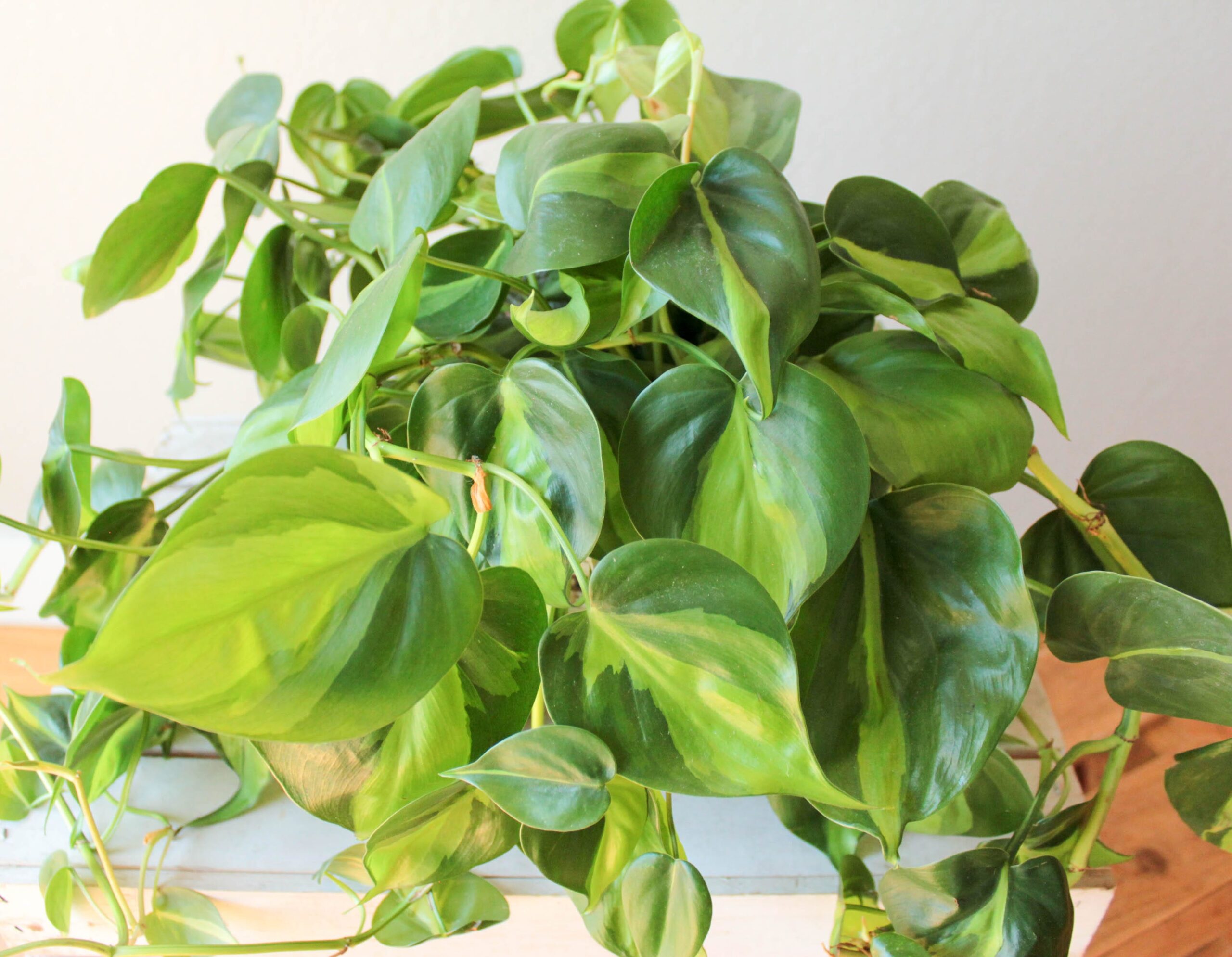 Philodendron- 6" OUT - Image 3
