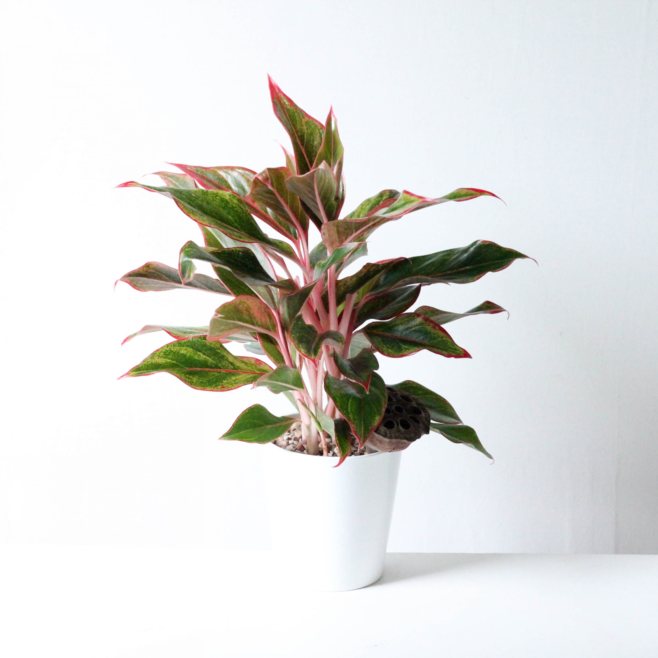 Aglaonema - 4" (OUT)