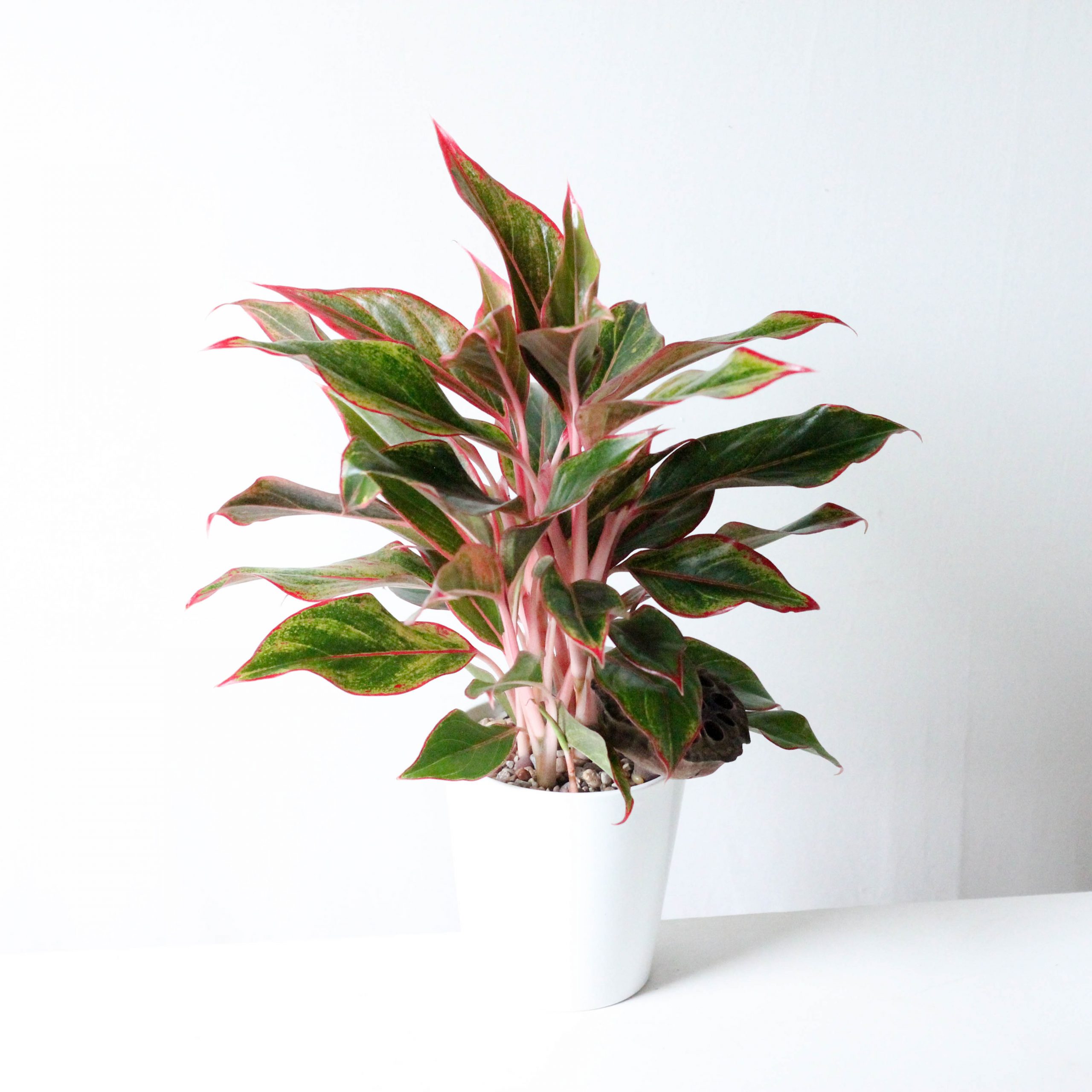 Aglaonema - 4" (OUT) - Image 2