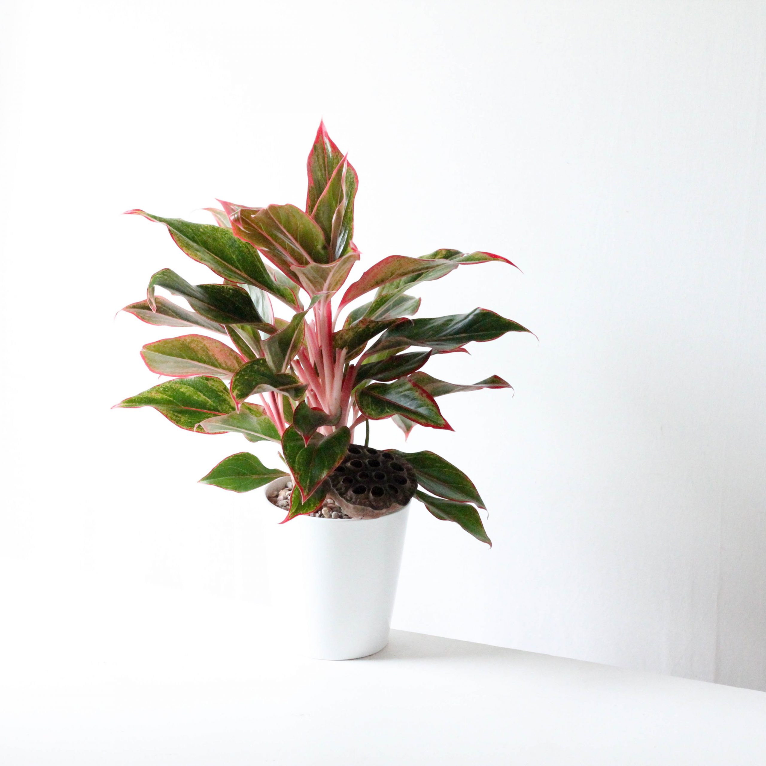Aglaonema - 4" (OUT) - Image 3