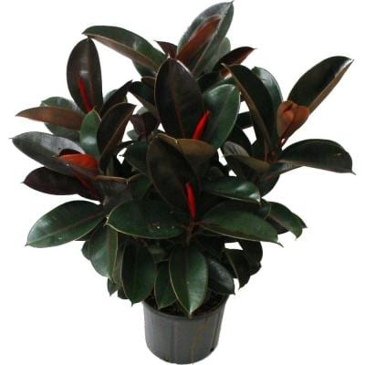 Rubber Tree-8"