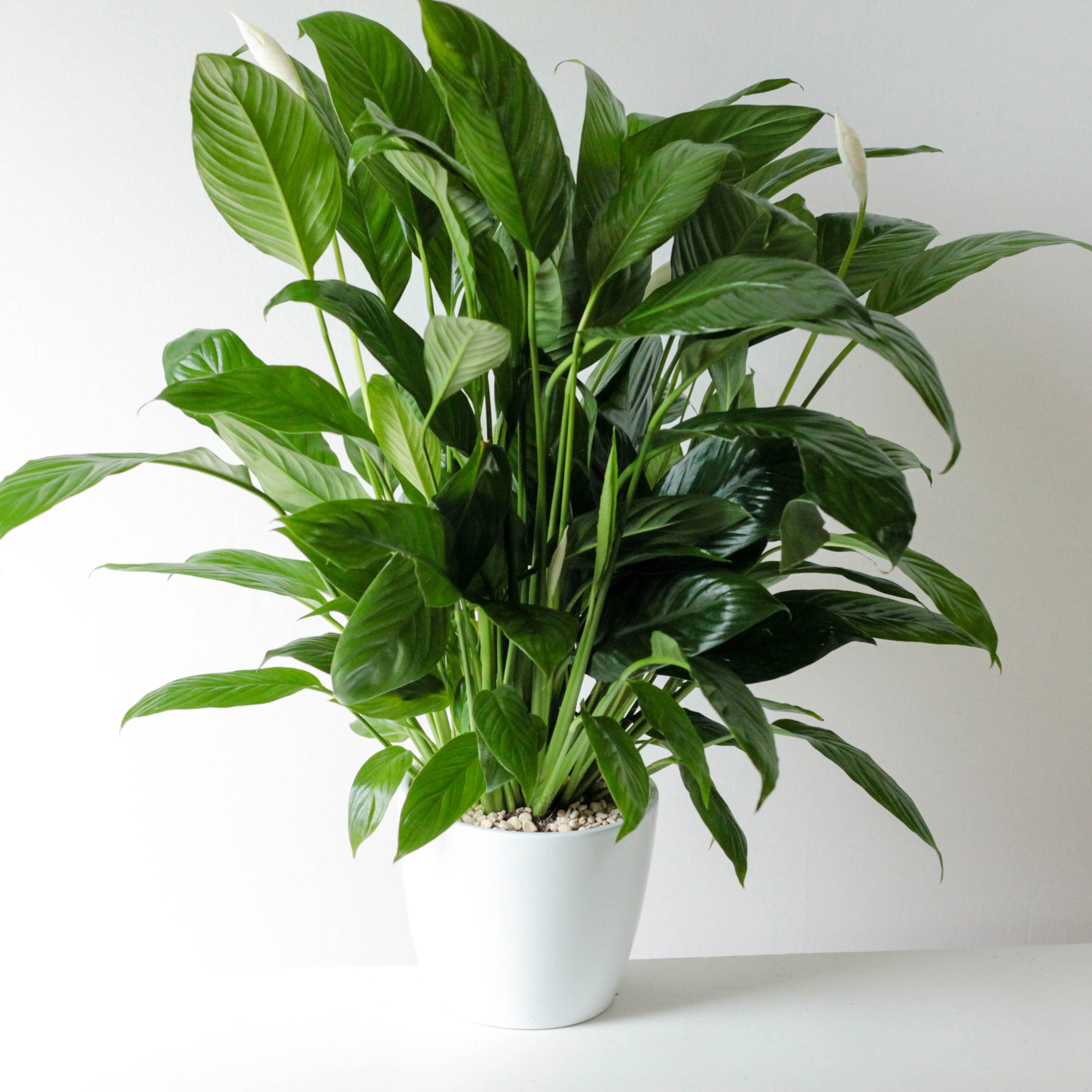Peace Lily in White Pot- 6" - Image 2