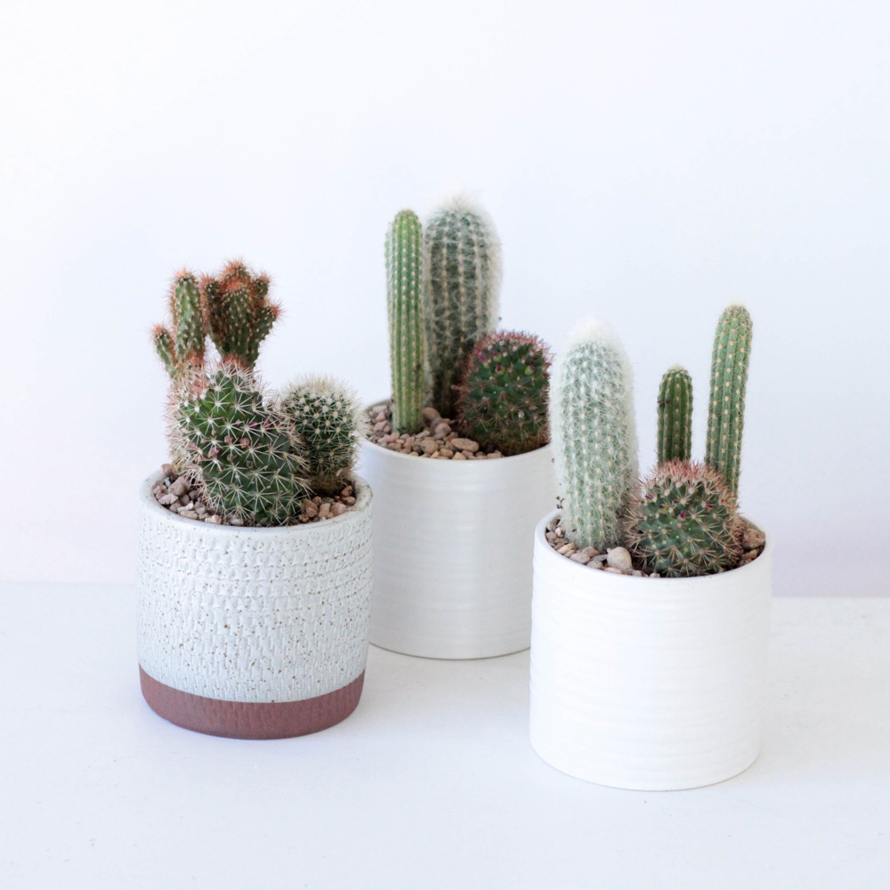 Cactus Garden