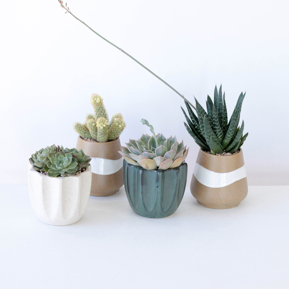 Single Potted Succulent