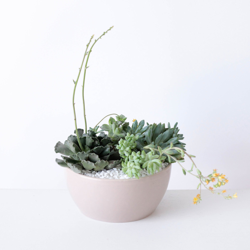 Succulent Garden Bowl