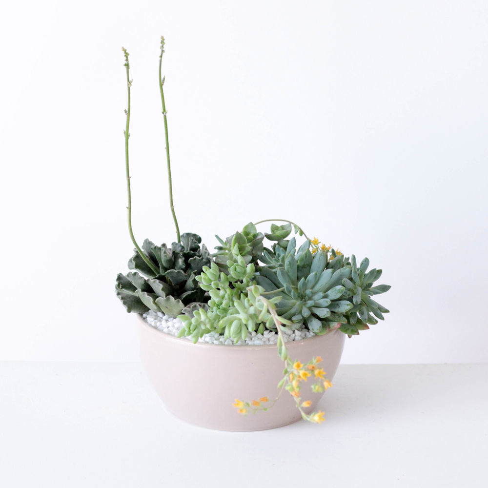 Succulent Garden Bowl