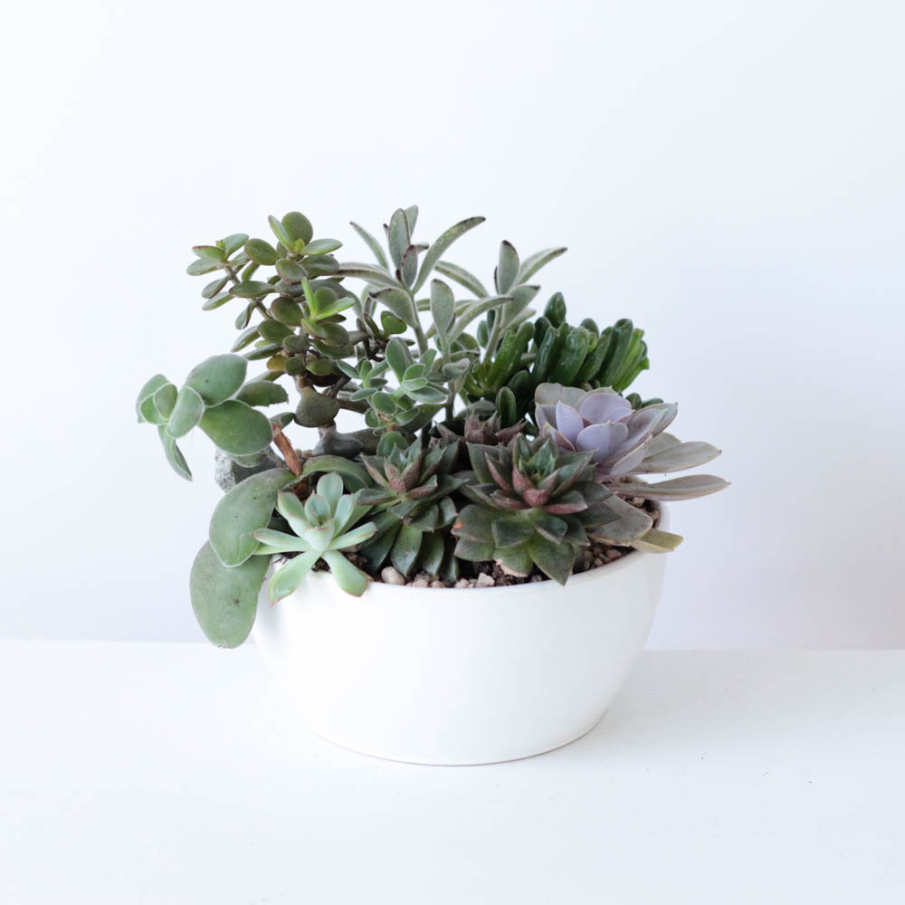 Succulent Garden Bowl