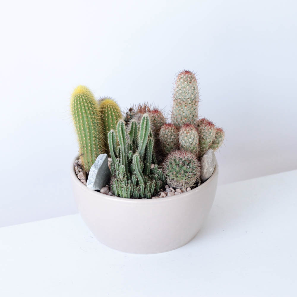 Cactus Garden Bowl