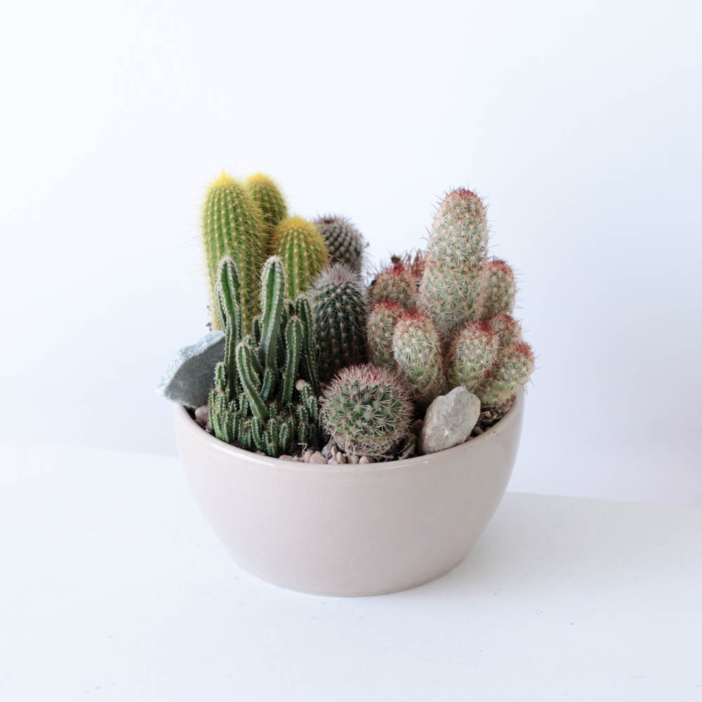 Cactus Garden Bowl