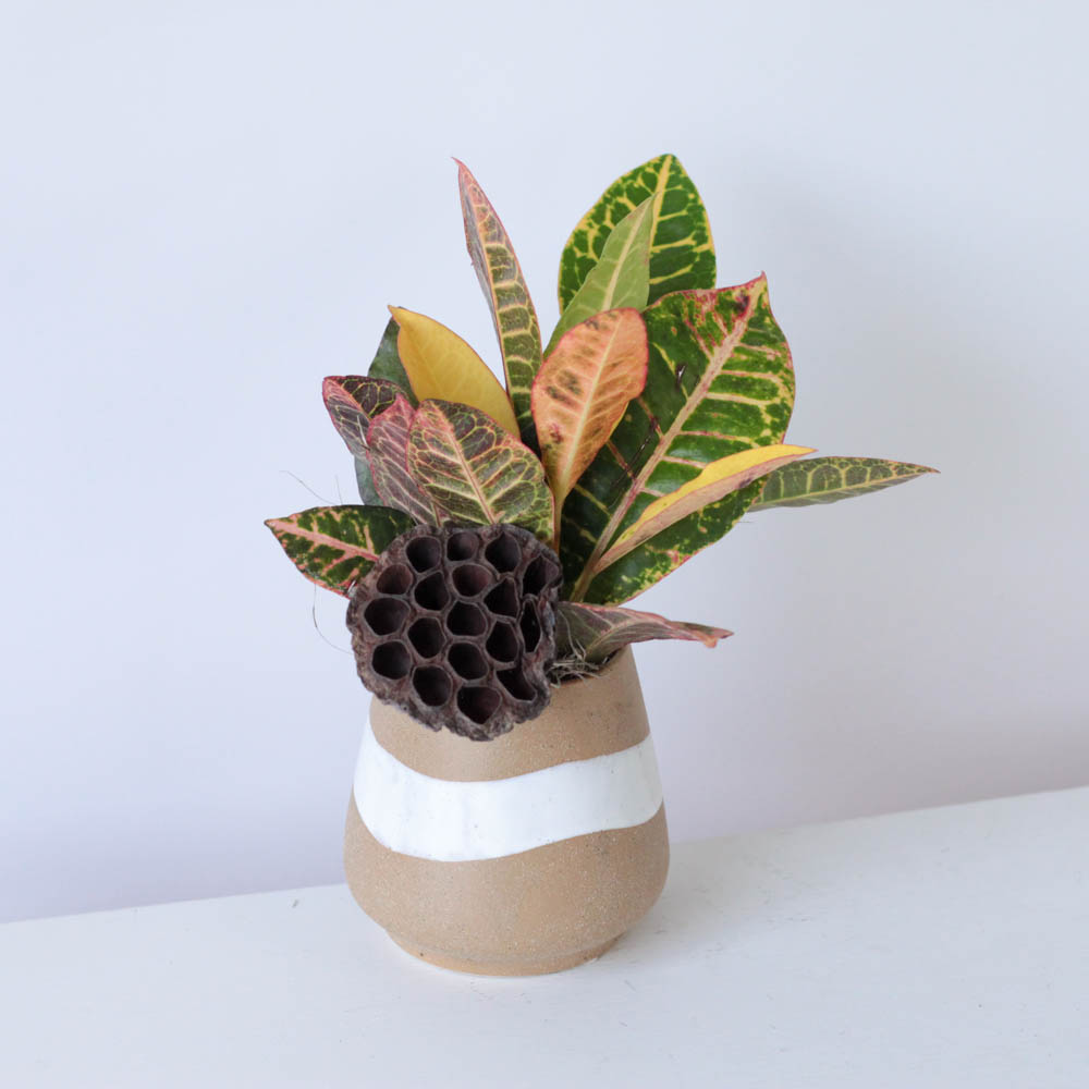 Potted Croton - 4"