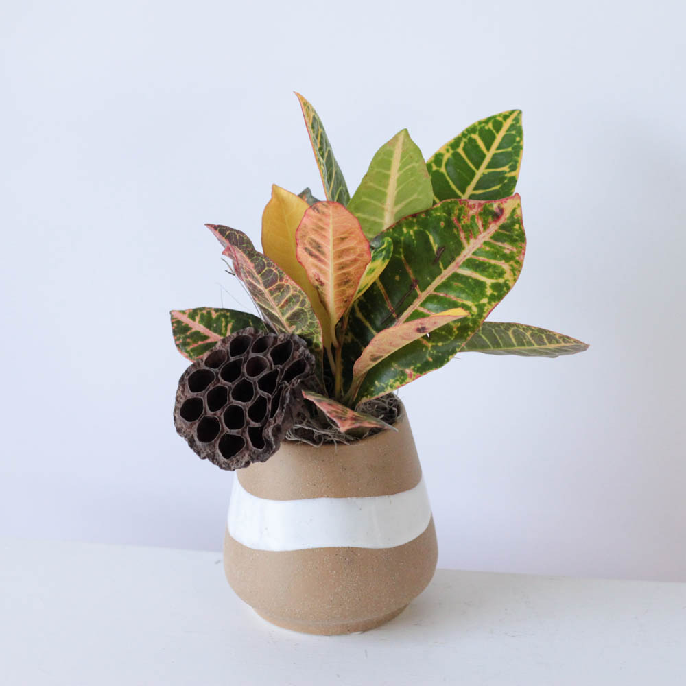 Potted Croton - 4"