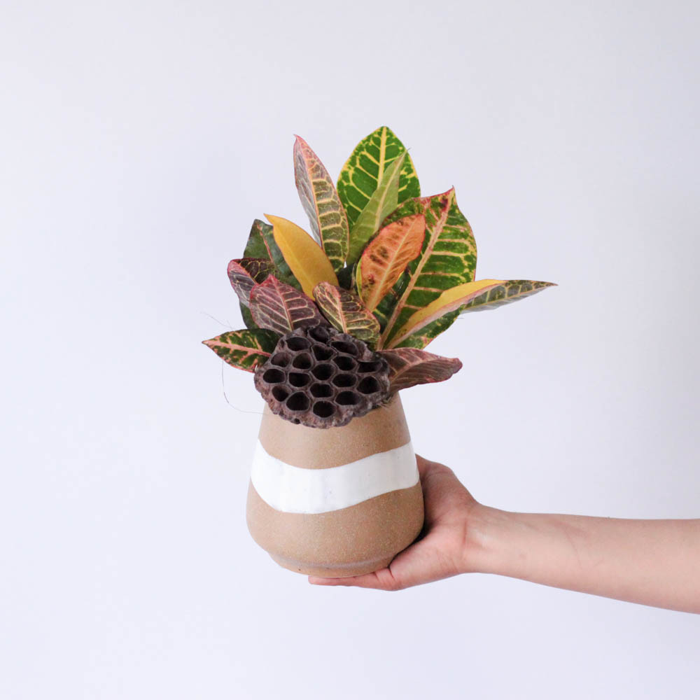 Potted Croton - 4"