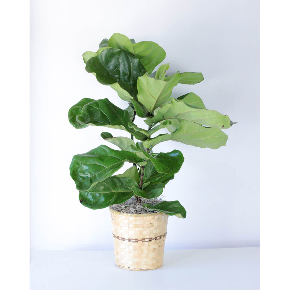 Fiddle Leaf Fig - 8" Plant