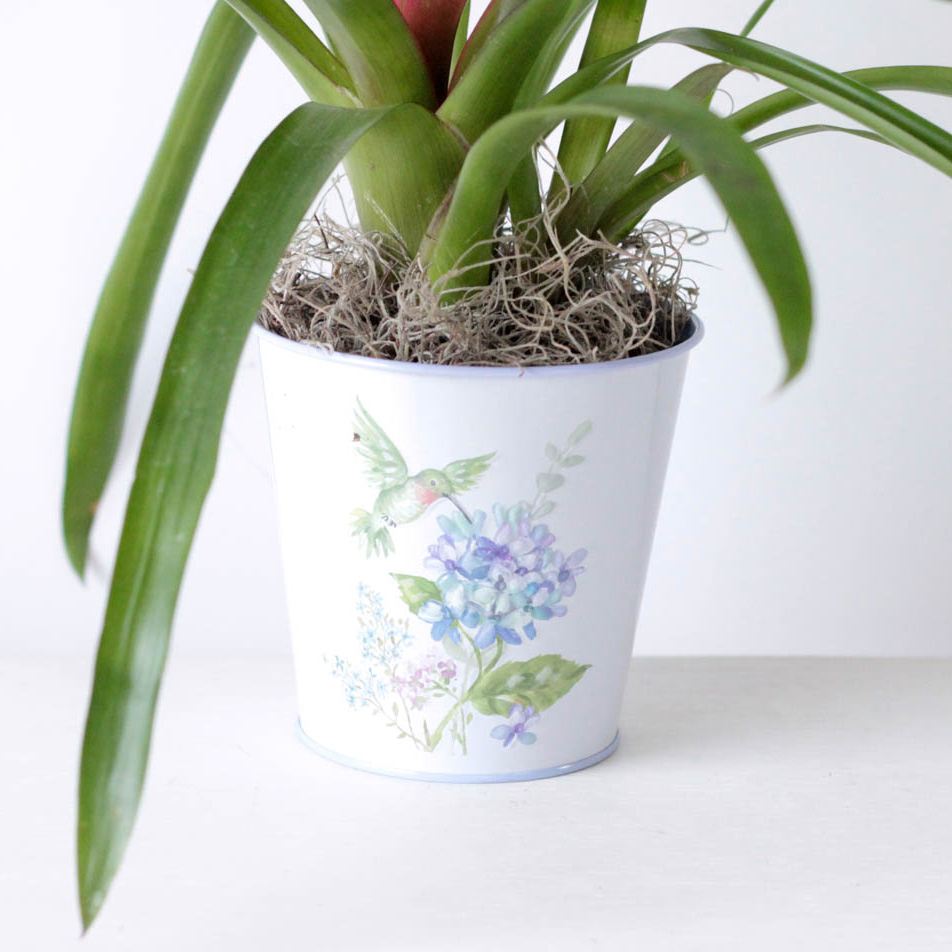 Bromeliad - 4" Hummingbird Potted Plant