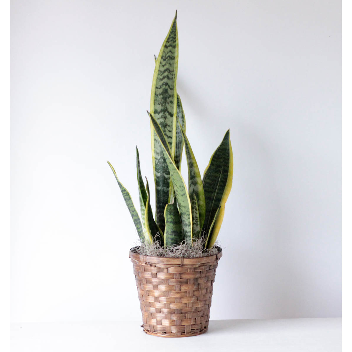 Sansevieria - 6" Potted Plant