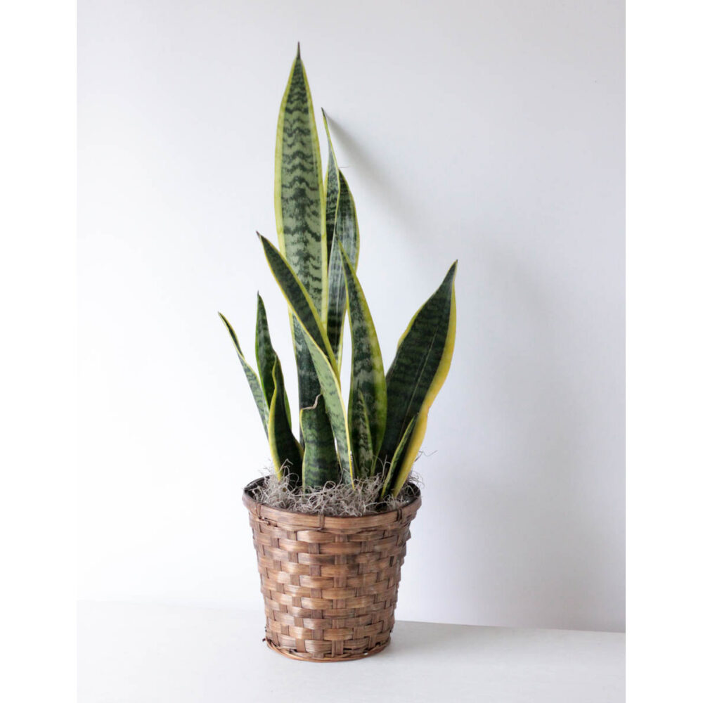 Sansevieria - 6" Potted Plant