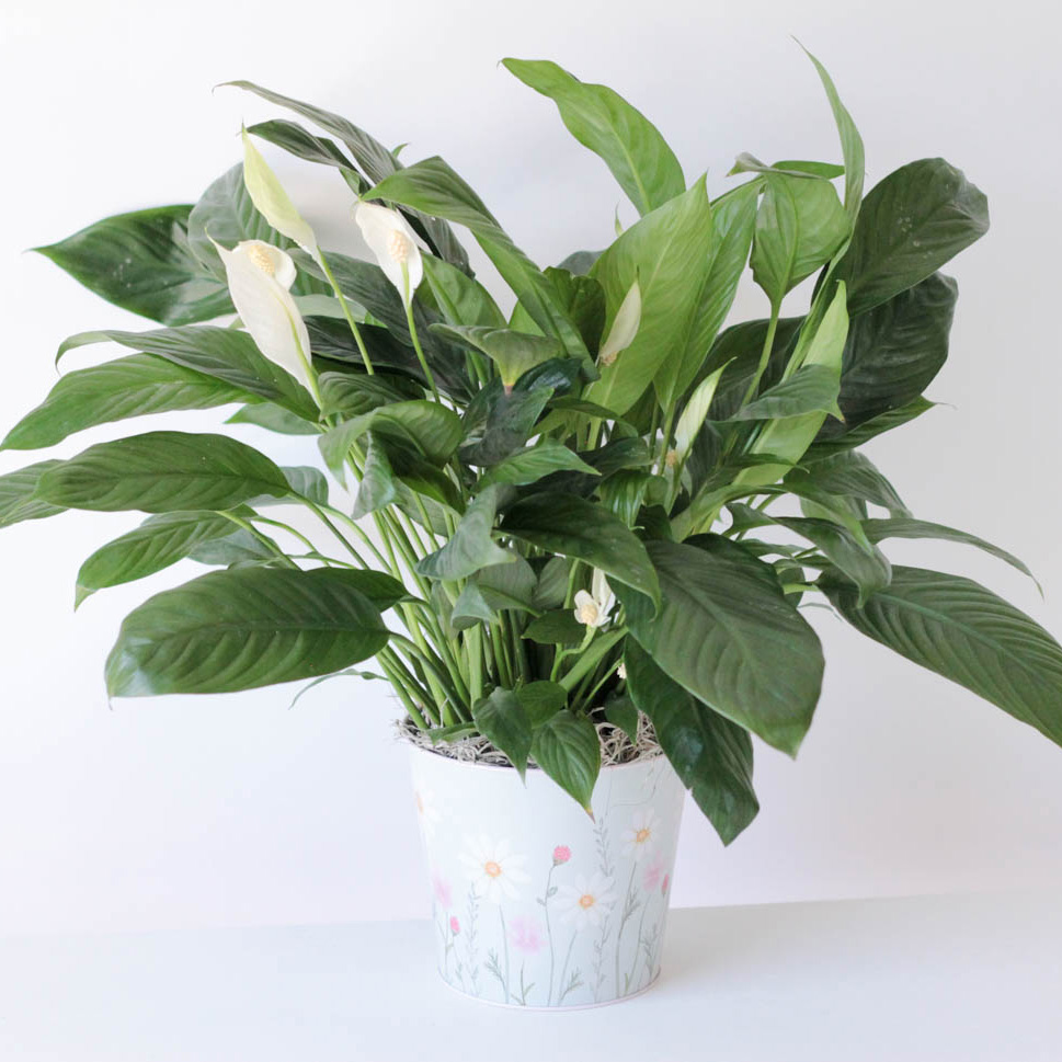 Peace Lily- Hummingbird Tin
