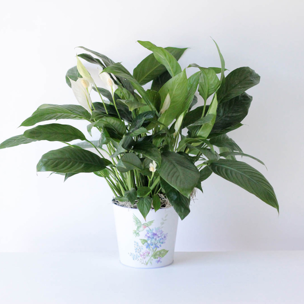 Peace Lily- Hummingbird Tin